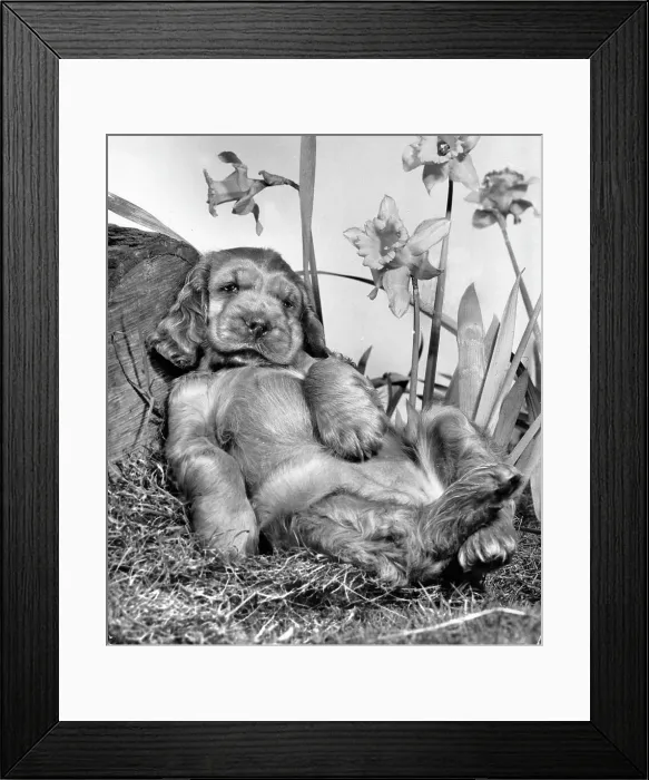 Framed Print : Susi - reclining under daffodils Framed Print : Susi - reclining under daffodils