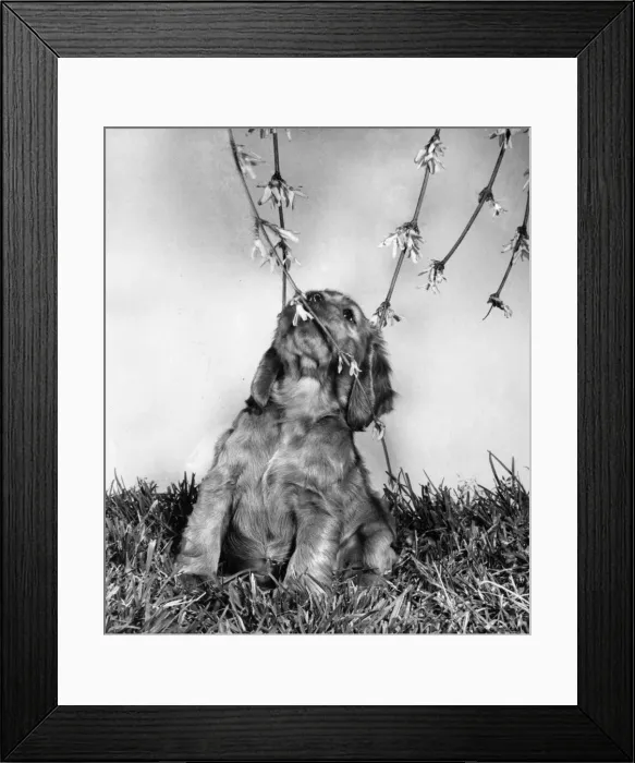 Framed Print : Susi - with forsythia in the garden Framed Print : Susi - with forsythia in the garden