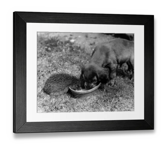 Framed Print : Susi - sharing bowl with hedgehog Framed Print : Susi - sharing bowl with hedgehog