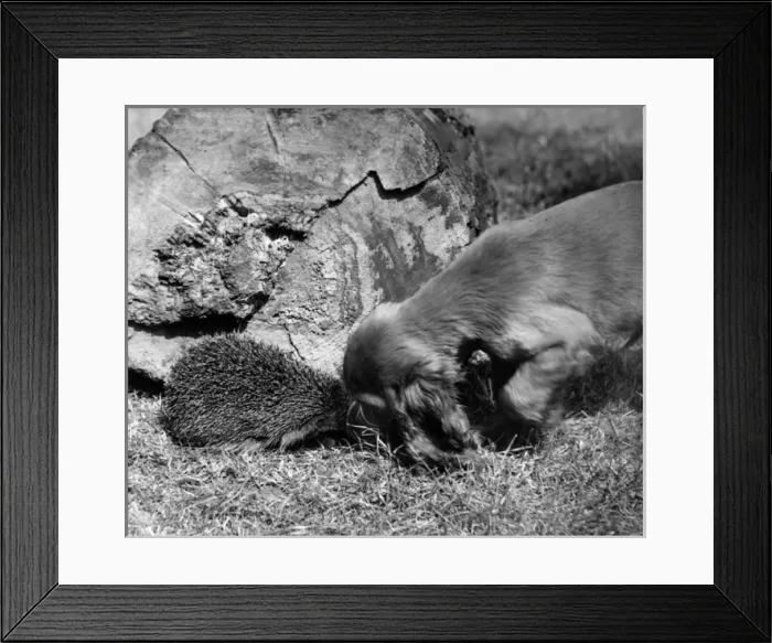Framed Print : Susi - with hedgehog Framed Print : Susi - with hedgehog