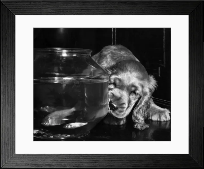 Framed Print : Susi - watching goldfish in a bowl Framed Print : Susi - watching goldfish in a bowl