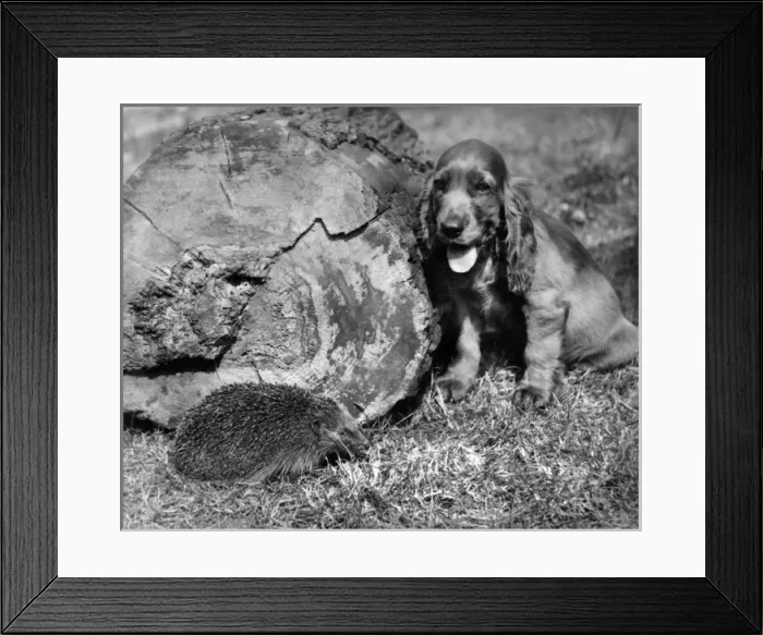 Framed Print : Susi - with hedgehog Framed Print : Susi - with hedgehog