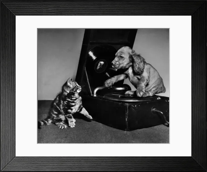 Framed Print : Susi - with kitten and record player Framed Print : Susi - with kitten and record player