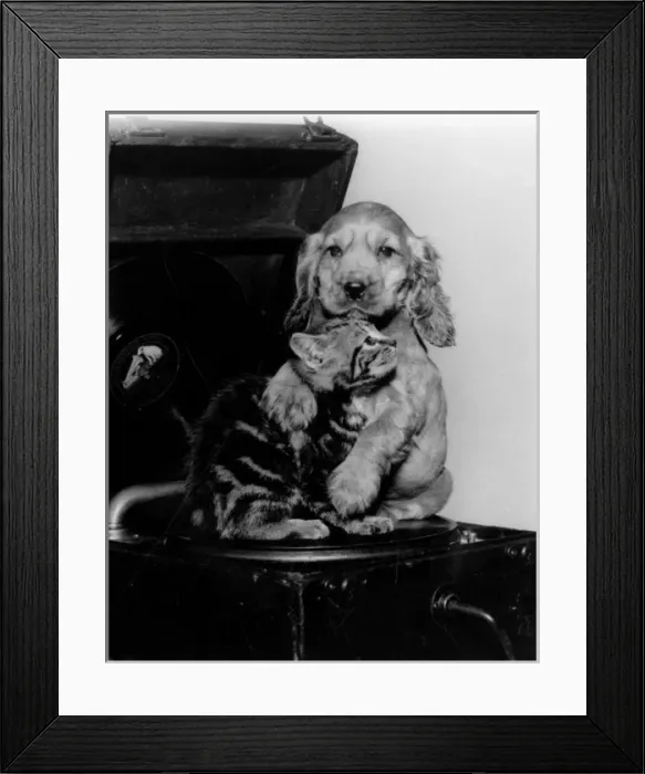 Framed Print : Susi - with kitten and record player Framed Print : Susi - with kitten and record player