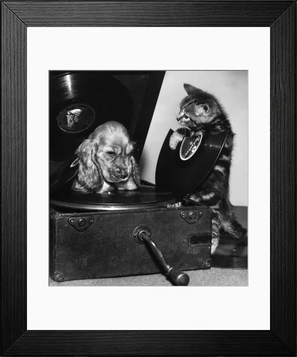 Framed Print : Susi - with kitten and broken record Framed Print : Susi - with kitten and broken record