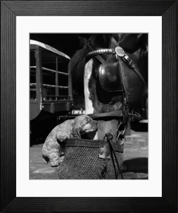 Framed Print : Susi - with horse and nosebag Framed Print : Susi - with horse and nosebag