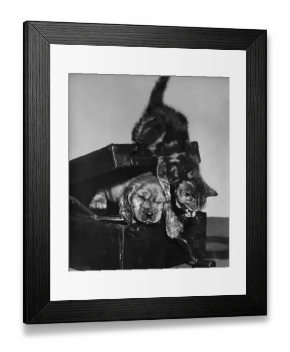 Framed Print : Susi - with kitten inside record player