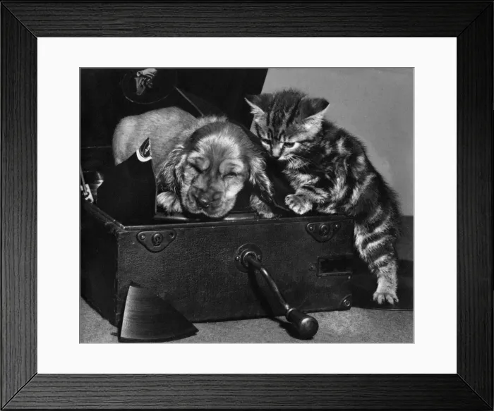 Framed Print : Susi - with kitten on record player Framed Print : Susi - with kitten on record player