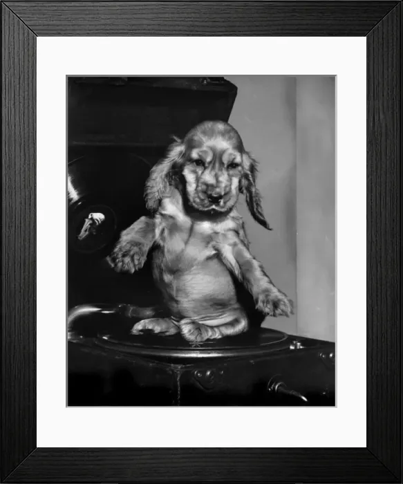 Framed Print : Susi - sitting on a record player turntable Framed Print : Susi - sitting on a record player turntable