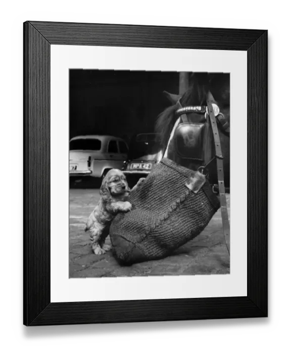Framed Print : Susi - with horse and nosebag Framed Print : Susi - with horse and nosebag