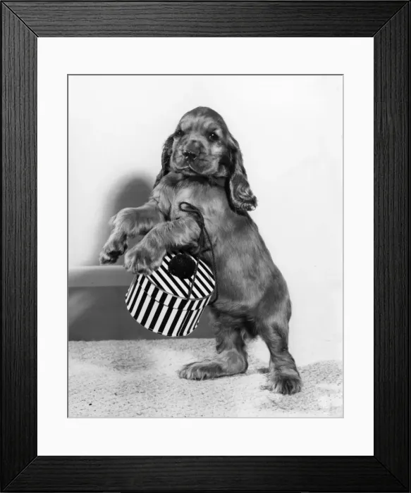 Framed Print : Susi - with a small hatbox Framed Print : Susi - with a small hatbox