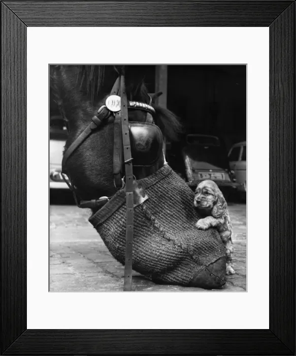 Framed Print : Susi - with horse and nosebag Framed Print : Susi - with horse and nosebag