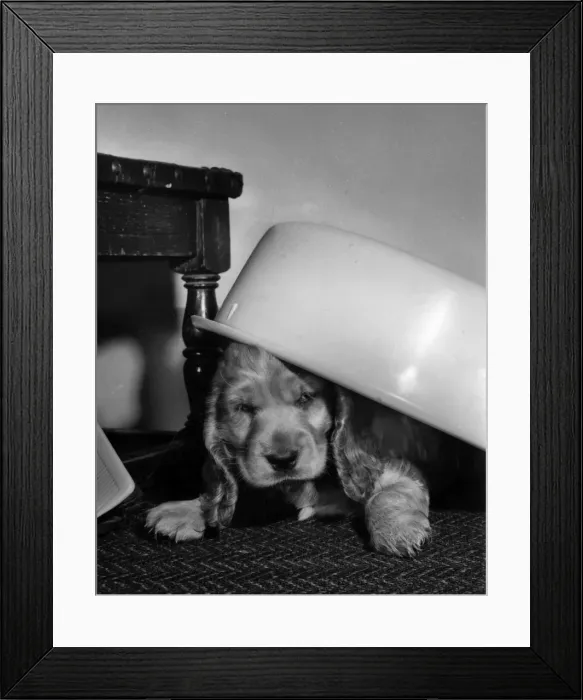 Framed Print : Susi - under a plastic bowl