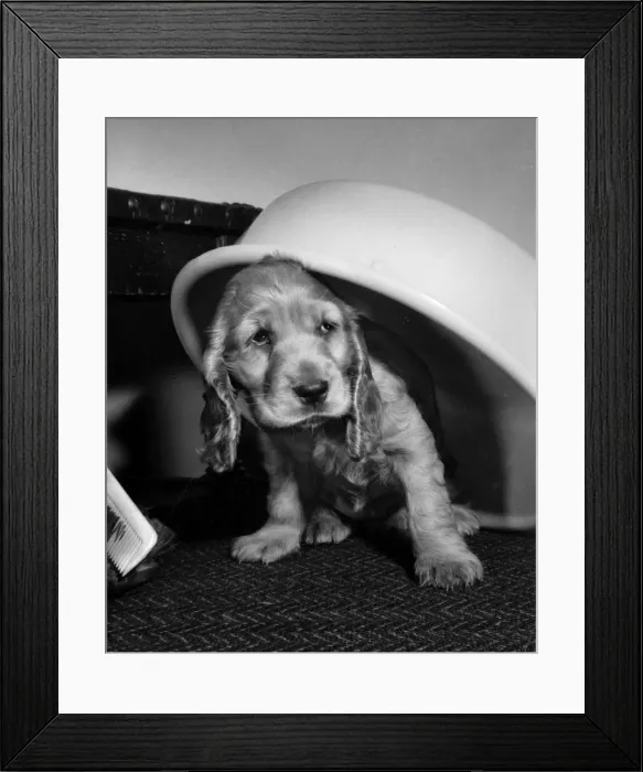 Framed Print : Susi - under a plastic bowl Framed Print : Susi - under a plastic bowl