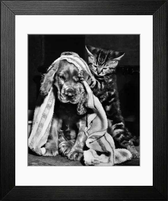 Framed Print : Susi - with kitten and towel Framed Print : Susi - with kitten and towel