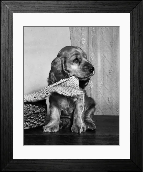 Framed Print : Susi - with knitting on a needle Framed Print : Susi - with knitting on a needle