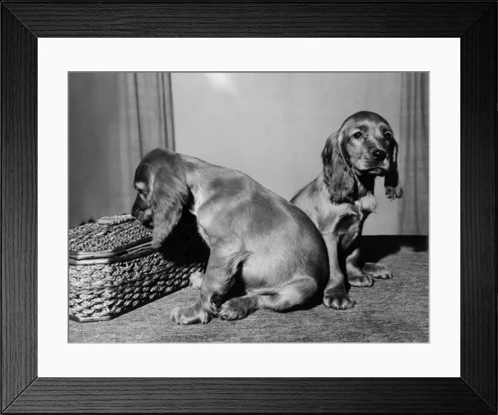 Framed Print : Susi - with friend and sewing box Framed Print : Susi - with friend and sewing box
