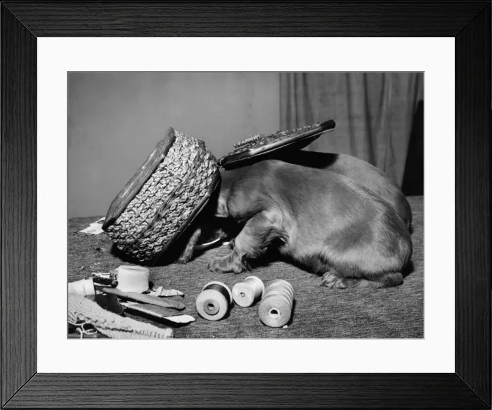 Framed Print : Susi - under the sewing box Framed Print : Susi - under the sewing box