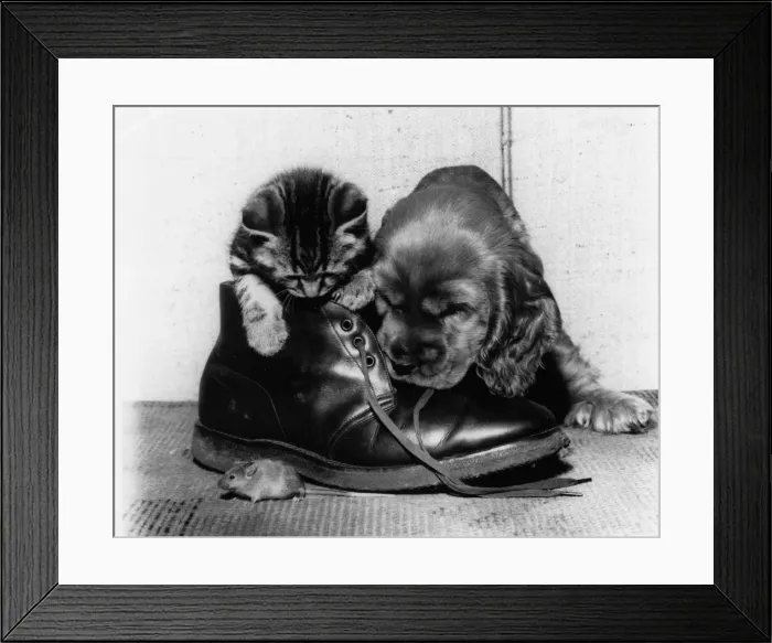 Framed Print : Susi - with kitten, boot and mouse Framed Print : Susi - with kitten, boot and mouse
