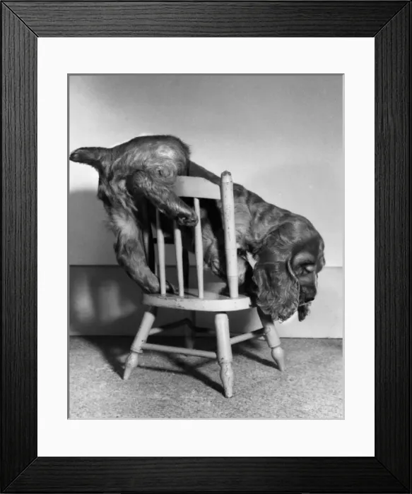 Framed Print : Susi - climbing down from a chair Framed Print : Susi - climbing down from a chair
