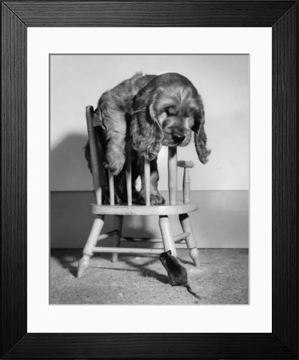 Framed Print : Susi - on chair, with mouse below Framed Print : Susi - on chair, with mouse below