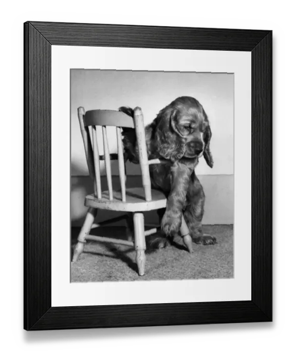 Framed Print : Susi - with wooden chair Framed Print : Susi - with wooden chair