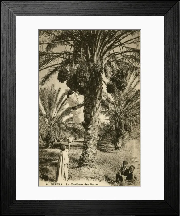 Framed Print : Date picking, Biskra Framed Print : Date picking, Biskra