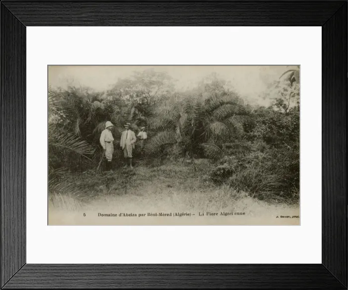 Framed Print : Algerian Flora, Abziza Farm, B鮩Md Framed Print : Algerian Flora, Abziza Farm, B鮩Md