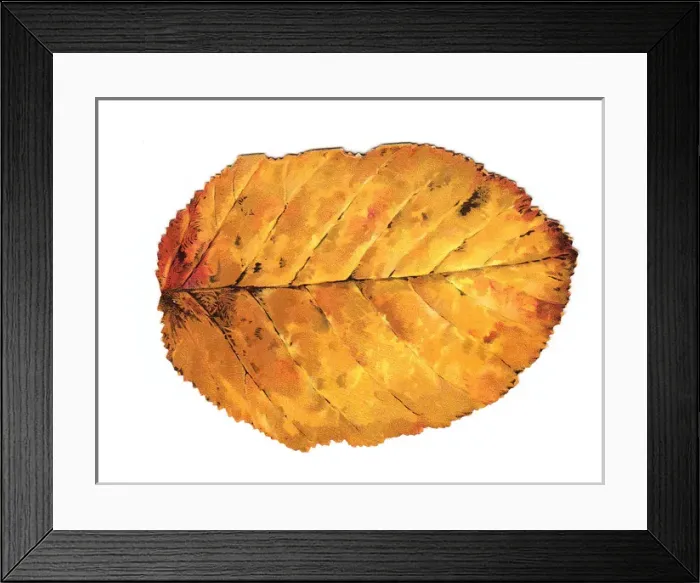 Framed Print : Greetings card in the shape of an autumn leaf Framed Print : Greetings card in the shape of an autumn leaf