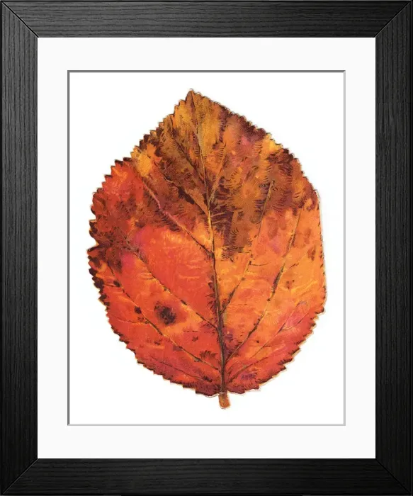 Framed Print : Greetings card in the shape of an autumn leaf Framed Print : Greetings card in the shape of an autumn leaf