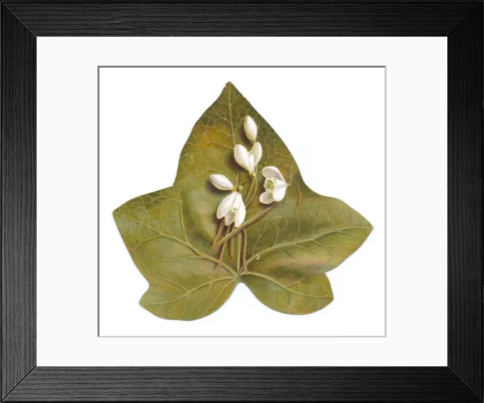 Framed Print : Greetings card in the shape of a green leaf with snowdrops Framed Print : Greetings card in the shape of a green leaf with snowdrops