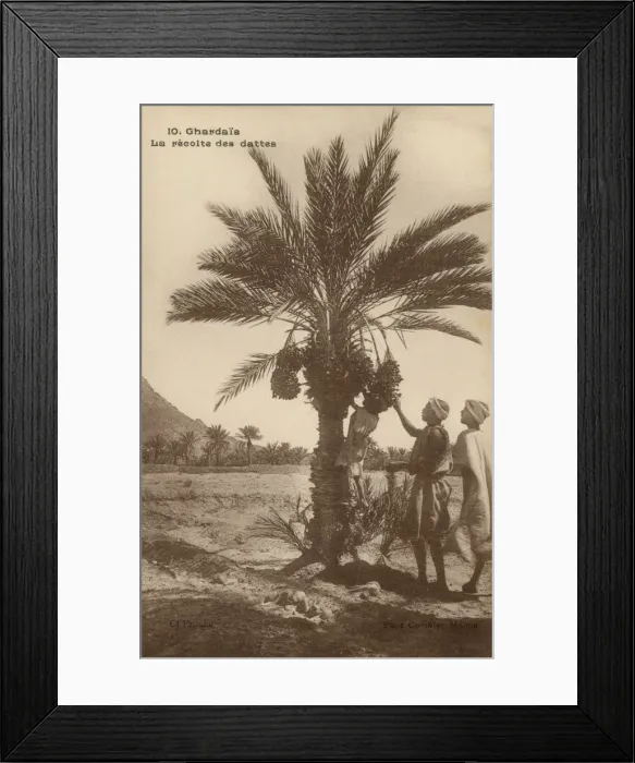 Framed Print : Date picking, Ghardaia Framed Print : Date picking, Ghardaia