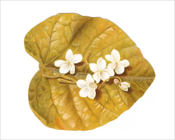 Greetings card in the shape of a leaf with white flowers