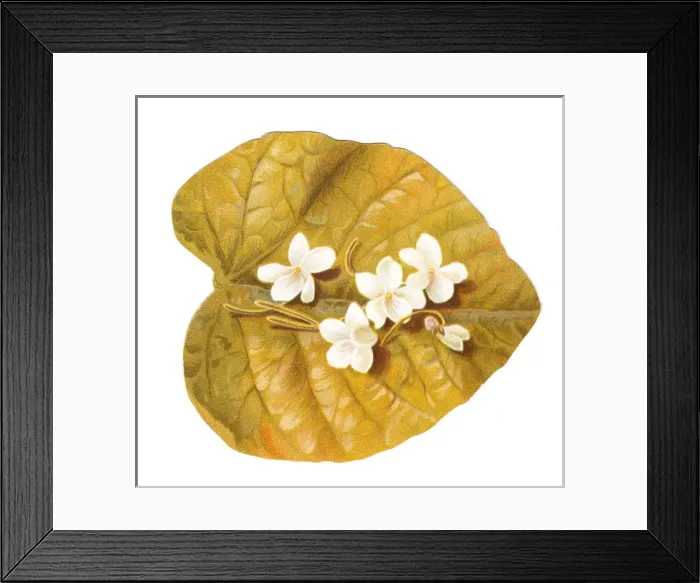 Framed Print : Greetings card in the shape of a leaf with white flowers Framed Print : Greetings card in the shape of a leaf with white flowers