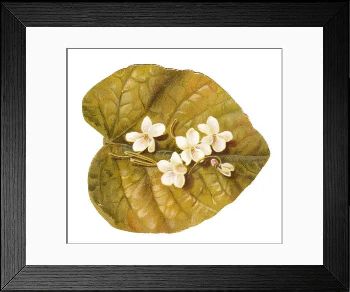 Framed Print : Greetings card in the shape of a leaf with white flowers Framed Print : Greetings card in the shape of a leaf with white flowers