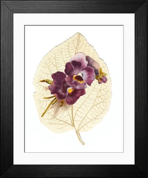 Framed Print : Greetings card in the shape of a white leaf with pansies Framed Print : Greetings card in the shape of a white leaf with pansies