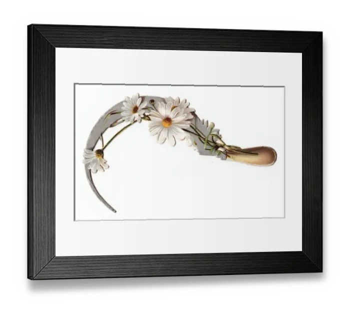 Framed Print : White daisies and sickle on a cutout greetings card Framed Print : White daisies and sickle on a cutout greetings card