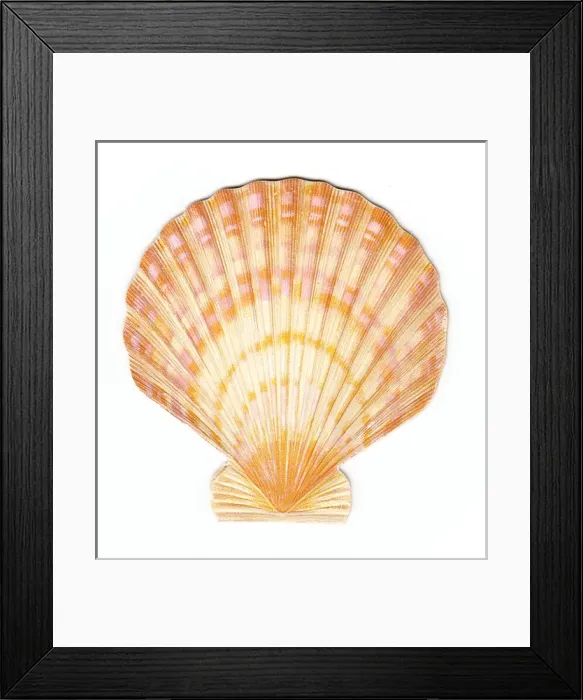 Framed Print : Christmas card in the shape of an orange shell Framed Print : Christmas card in the shape of an orange shell