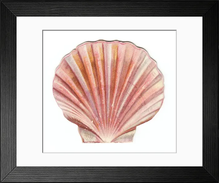 Framed Print : Christmas card in the shape of a pink shell Framed Print : Christmas card in the shape of a pink shell