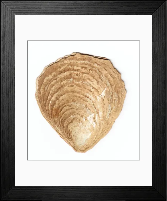 Framed Print : New Year card in the shape of an oyster shell Framed Print : New Year card in the shape of an oyster shell