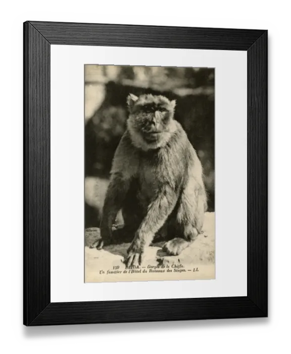 Framed Print : A local of the Hotel, Monkey Creek, Chiffa Gorge Framed Print : A local of the Hotel, Monkey Creek, Chiffa Gorge