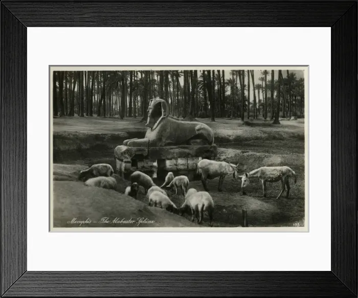 Framed Print : Alabaster Sphinx - Memphis, Egypt Framed Print : Alabaster Sphinx - Memphis, Egypt