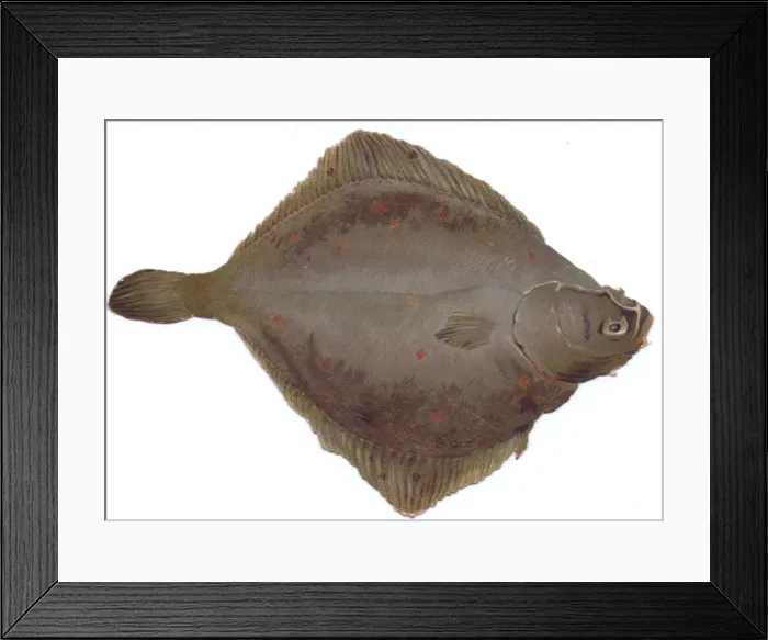 Framed Print : Christmas card in the shape of flat brown fish Framed Print : Christmas card in the shape of flat brown fish