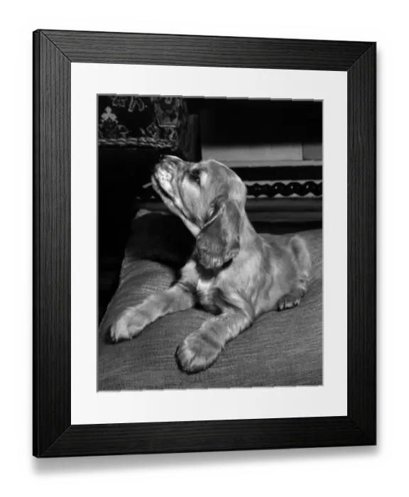 Framed Print : Susi - on a cushion