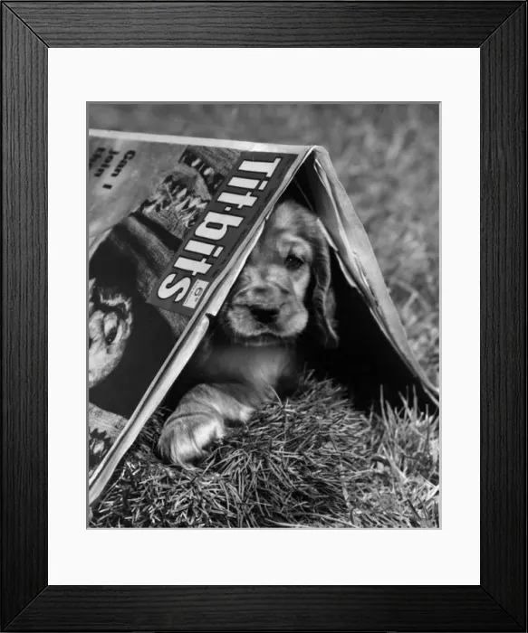 Framed Print : Susi - under Titbits magazine in the garden Framed Print : Susi - under Titbits magazine in the garden