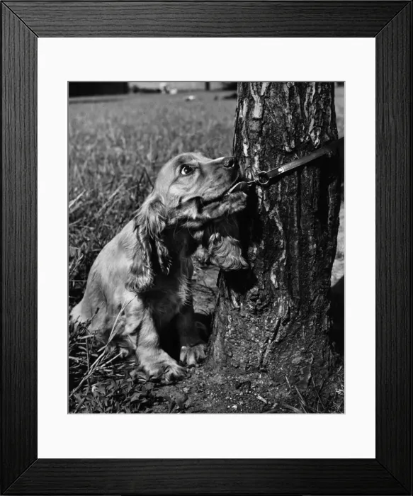 Framed Print : Susi - pulling on lead, by tree trunk Framed Print : Susi - pulling on lead, by tree trunk