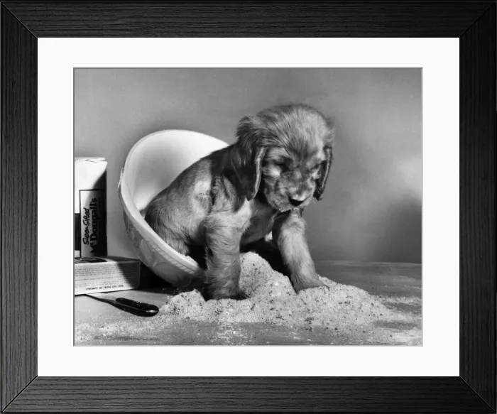 Framed Print : Susi - baking Framed Print : Susi - baking