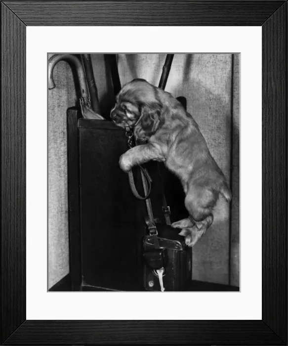 Framed Print : Susi - investigating the umbrella stand Framed Print : Susi - investigating the umbrella stand