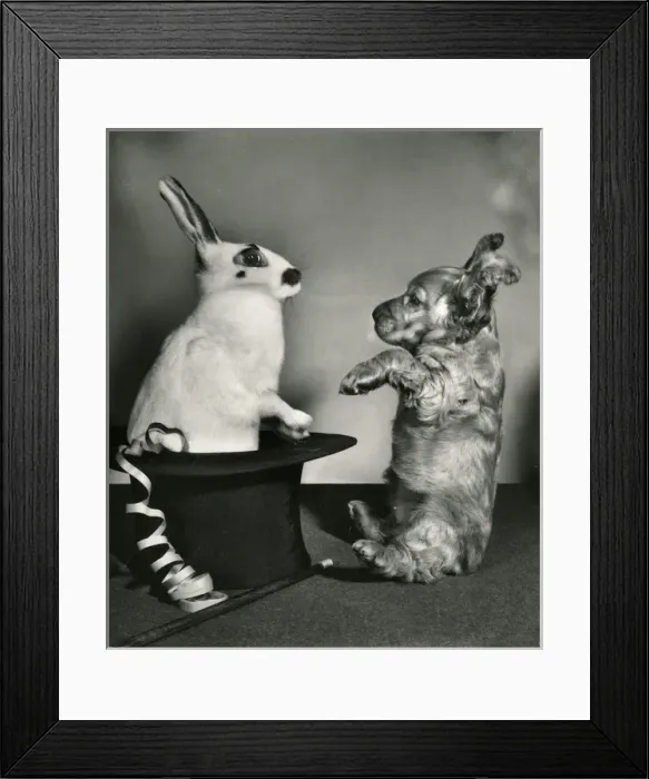 Framed Print : Susi - surprised by rabbit Framed Print : Susi - surprised by rabbit