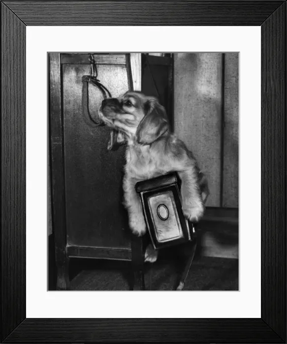 Framed Print : Susi - with camera, collar and lead Framed Print : Susi - with camera, collar and lead